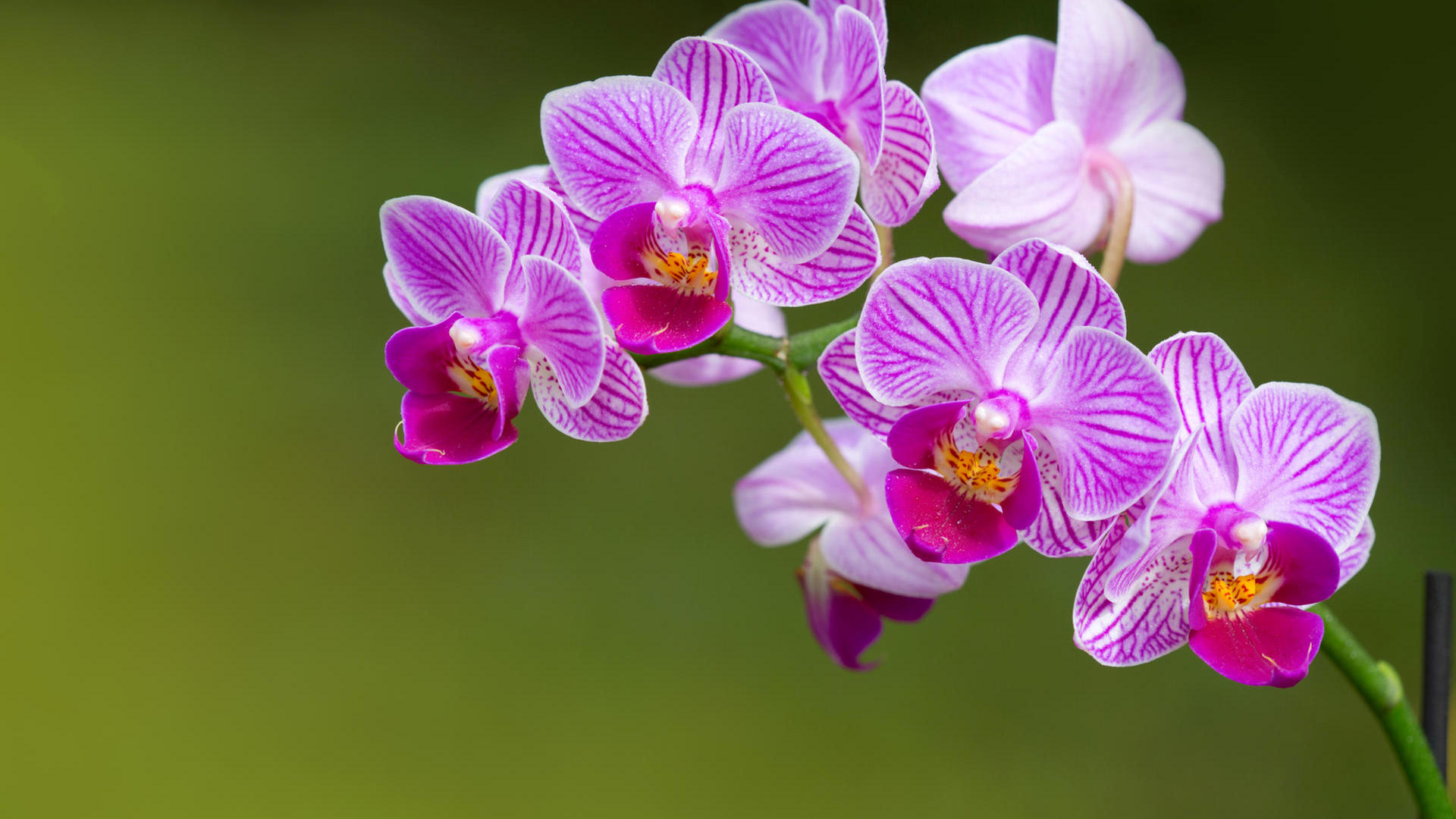 Meyer Orchideen
